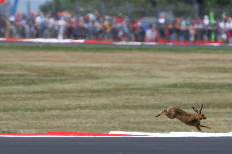 Hare